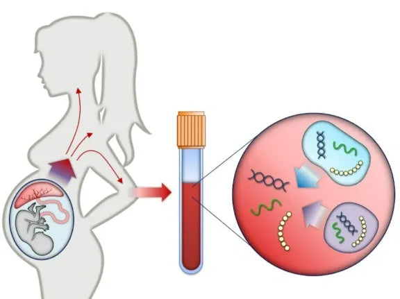 Non-Invasive Prenatal Genetic Testing+Gender